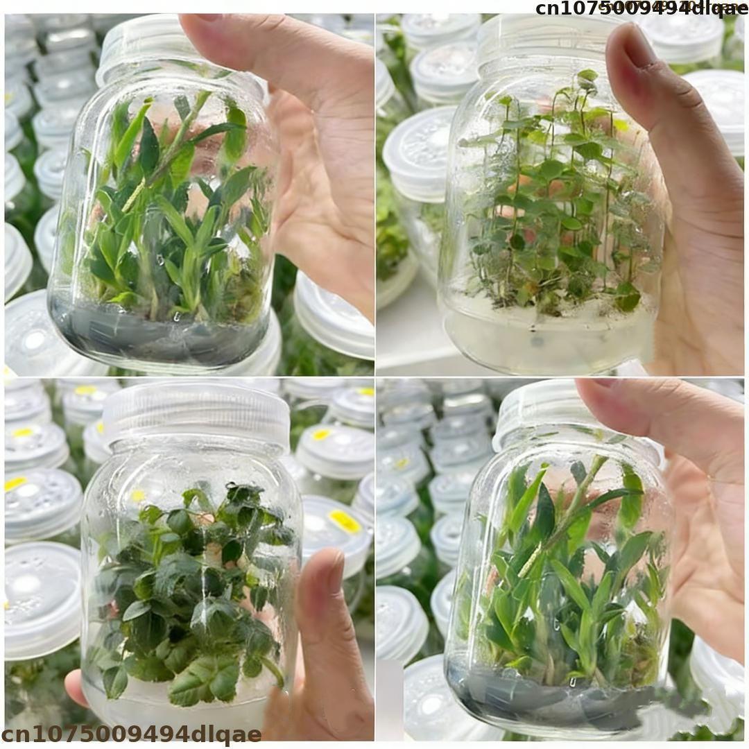 Agar Tissue Culture - Bubuk Agar Kultur Jaringan Tanaman Kekuatan